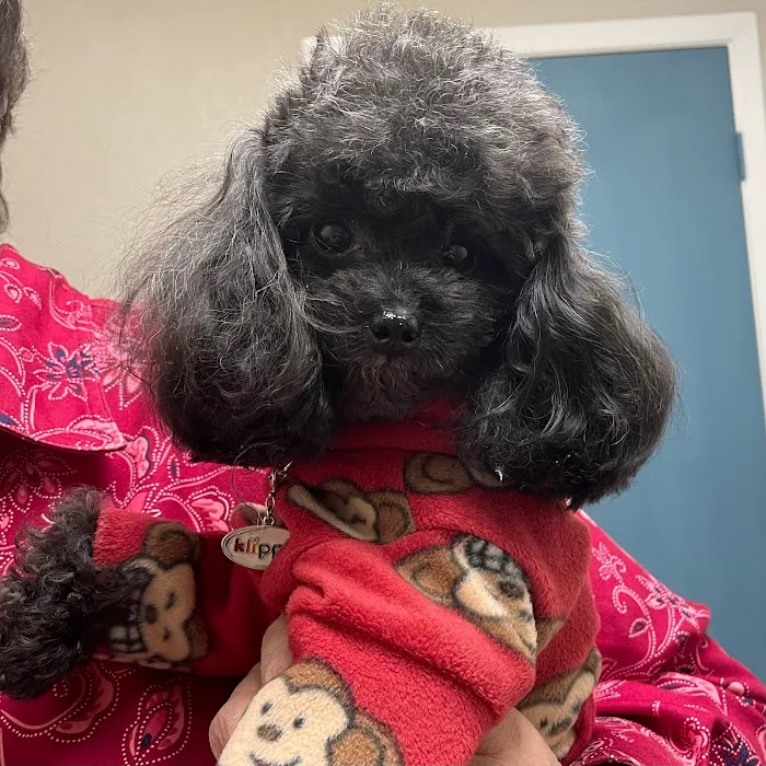 Azalea Animal Hospital Picture 10