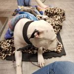 Brookhollow Veterinary Clinic