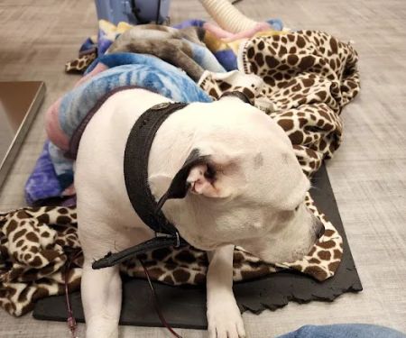 Brookhollow Veterinary Clinic
