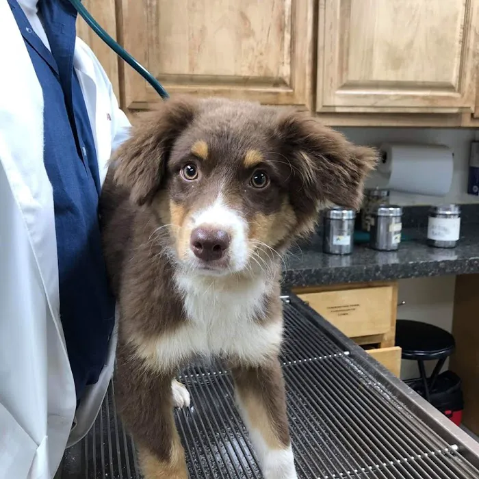 Brookhollow Veterinary Clinic Picture 7