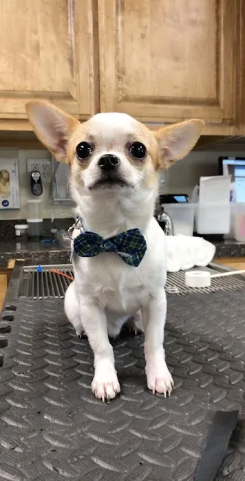 Brookhollow Veterinary Clinic Picture 9
