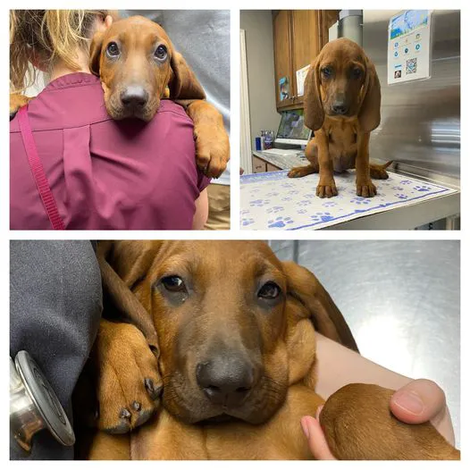 Healthy Paws Animal Hospital Picture 3