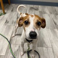 Healthy Paws Animal Hospital ico