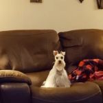 Syring Veterinary Clinic