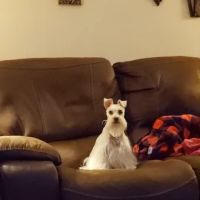 Syring Veterinary Clinic ico