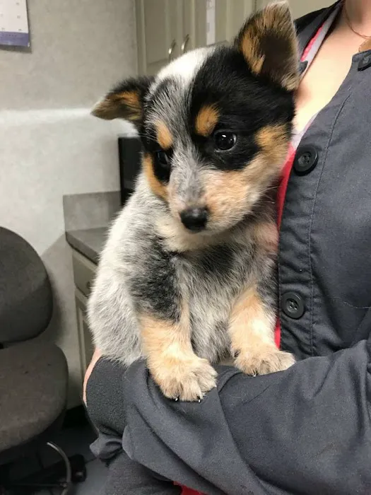 Taylor Veterinary Clinic Picture 9