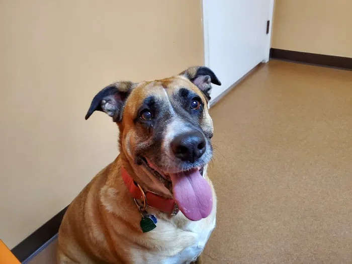 Kilgore Small Animal Veterinary Hospital Picture 1