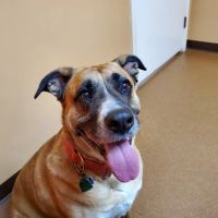 Kilgore Small Animal Veterinary Hospital ico