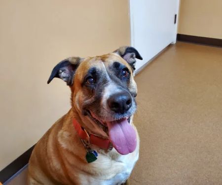 Kilgore Small Animal Veterinary Hospital
