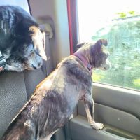East Texas Pet Emergency Clinic ico