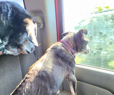 East Texas Pet Emergency Clinic