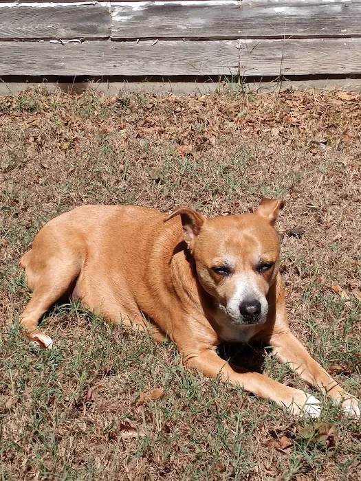 East Texas Pet Emergency Clinic Picture 5