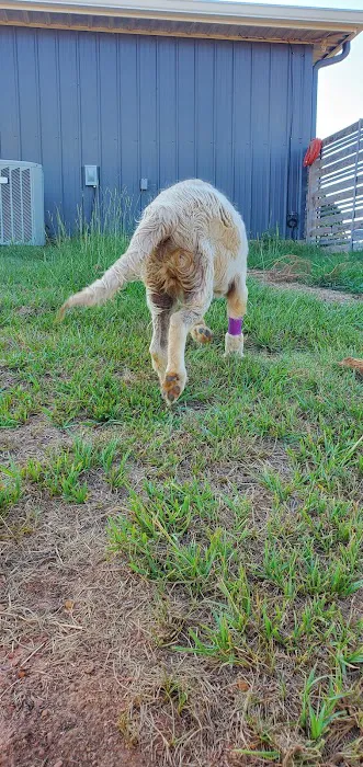 East Texas Pet Emergency Clinic Picture 10