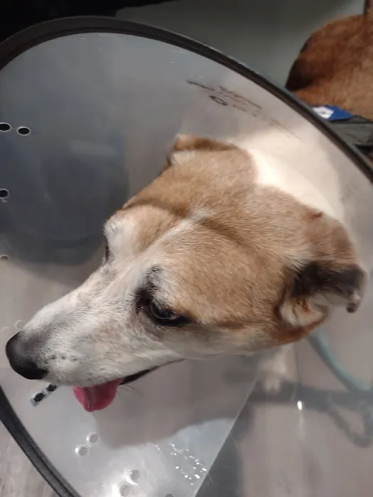 East Texas Pet Emergency Clinic Picture 8
