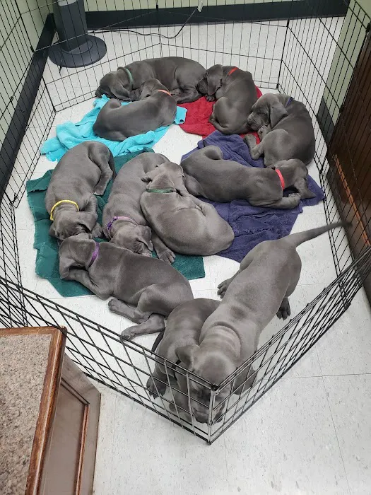 Little Animal Hospital Picture 3