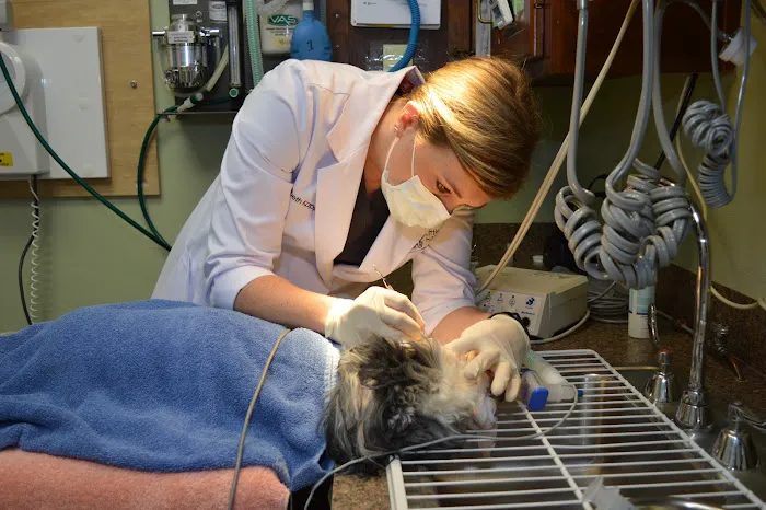 Little Animal Hospital Picture 10