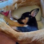 Animal Protection League
