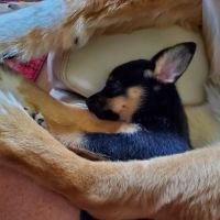Animal Protection League ico