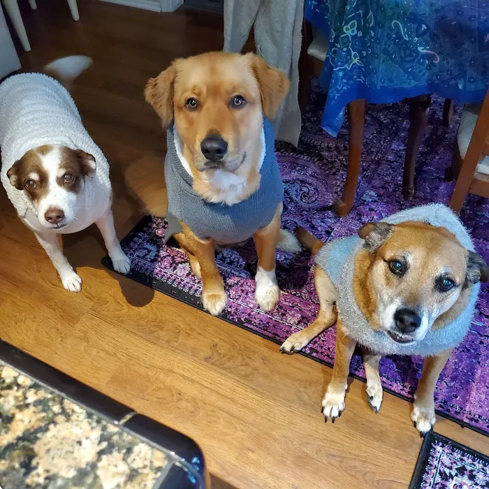 Animal Protection League Picture 9