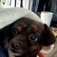 Owings Veterinary Clinic ico