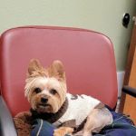 Dogwood Animal Hospital