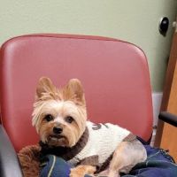 Dogwood Animal Hospital ico