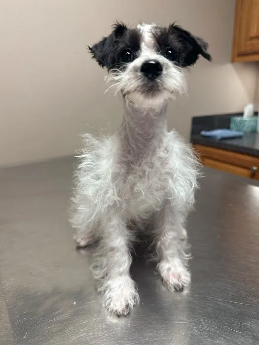 Dogwood Animal Hospital Picture 5