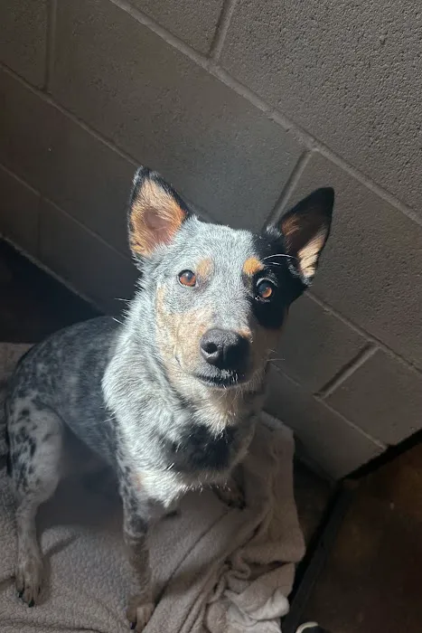 Dogwood Animal Hospital Picture 8