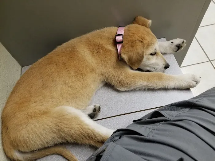 Judson Road Animal Clinic Picture 4