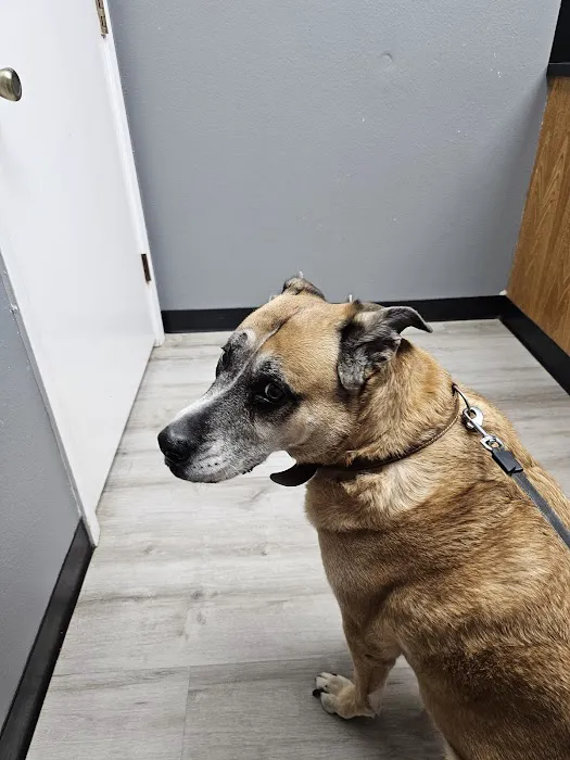 Kilgore Veterinary Associates Picture 4