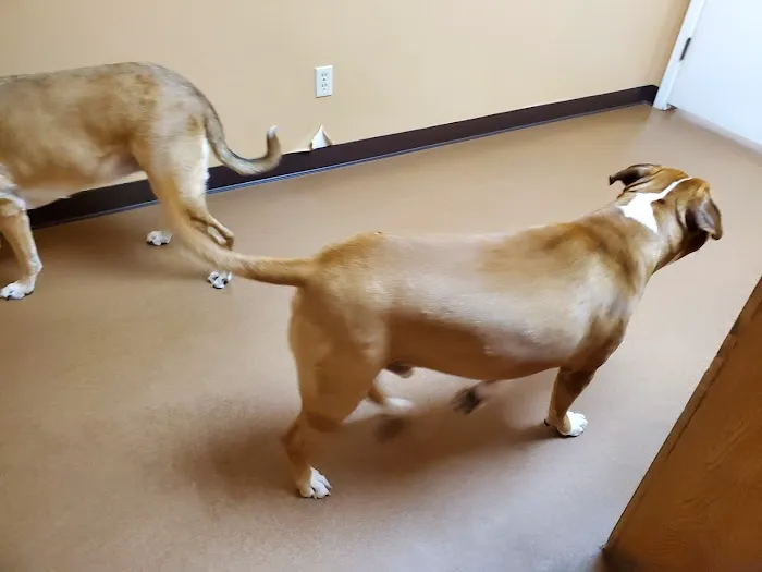 Kilgore Veterinary Associates Picture 3