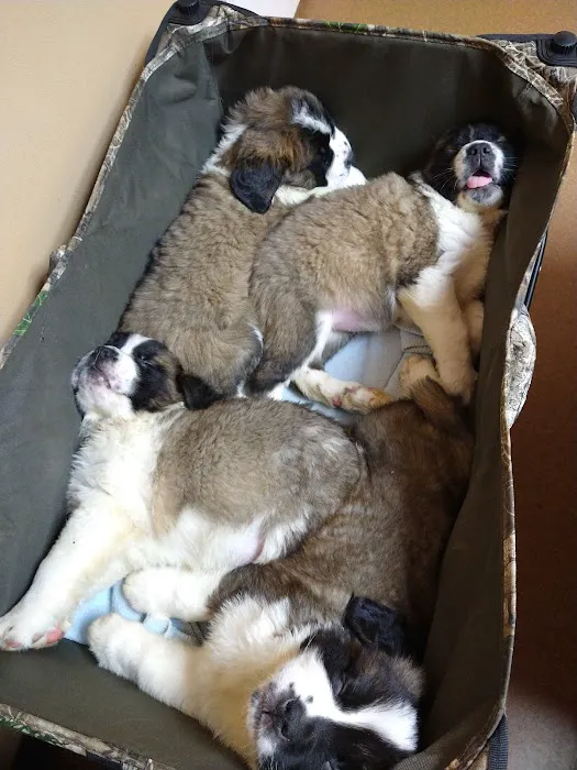 Kilgore Veterinary Associates Picture 5