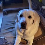 Kimbrough Animal Hospital