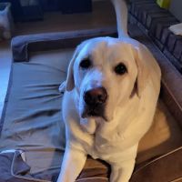 Kimbrough Animal Hospital ico