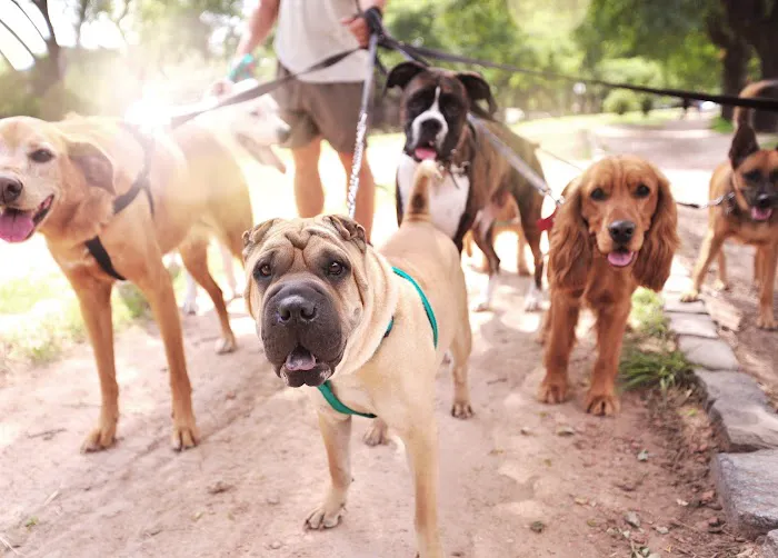 Longview Boarding Kennel Picture 8