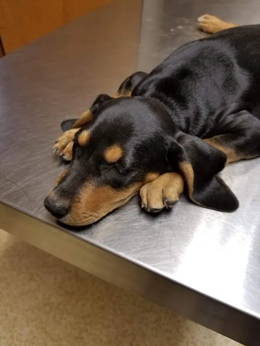 Hughes Springs Veterinary Hospital Picture 2