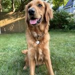 Gratiot Animal Hospital
