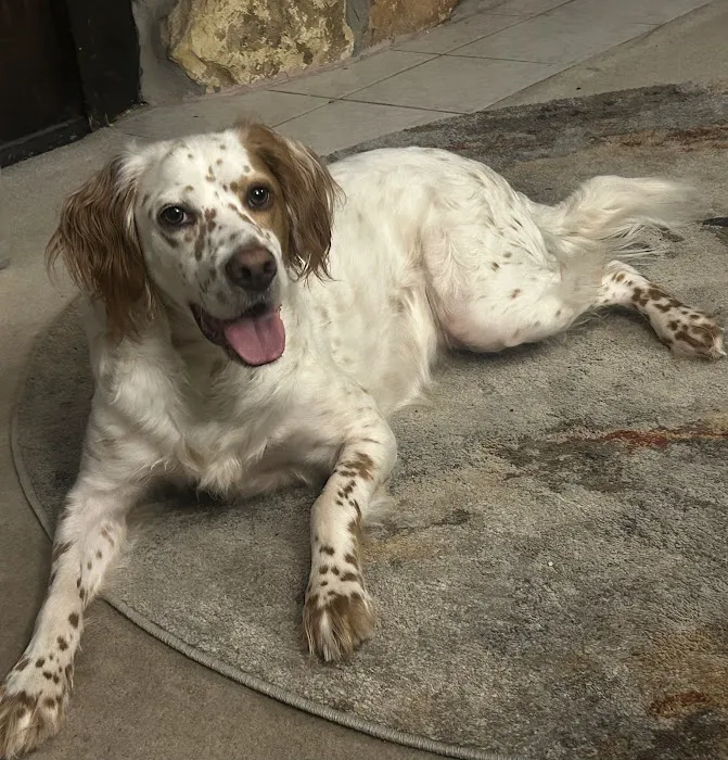 Gratiot Animal Hospital Picture 4