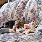 Fries Veterinary Clinic