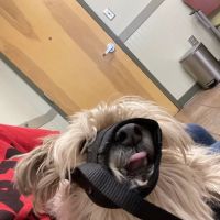 Flint River Animal Hospital ico