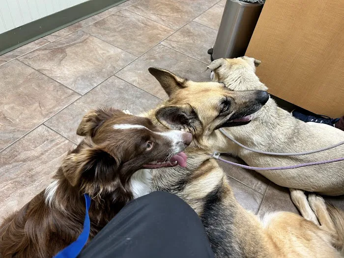 Flint River Animal Hospital Picture 5