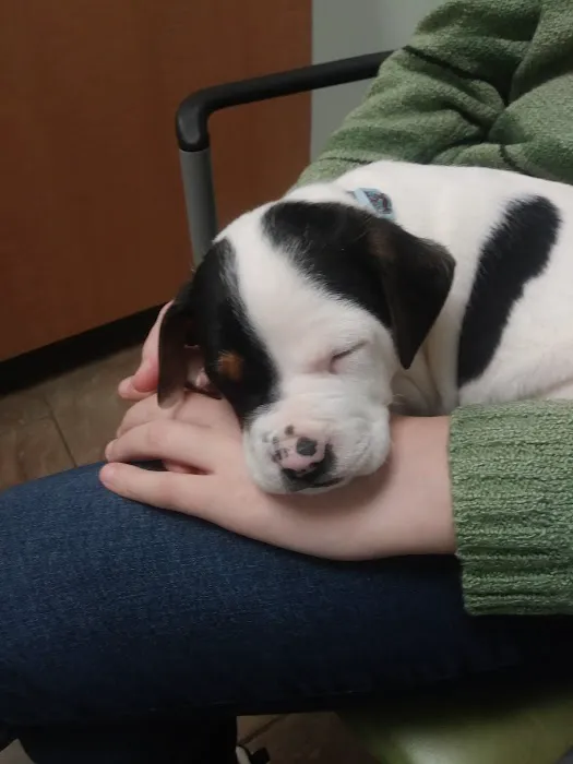 Flint River Animal Hospital Picture 4