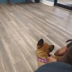 Bentley Animal Hospital