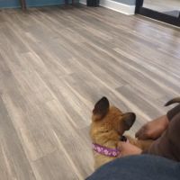 Bentley Animal Hospital ico