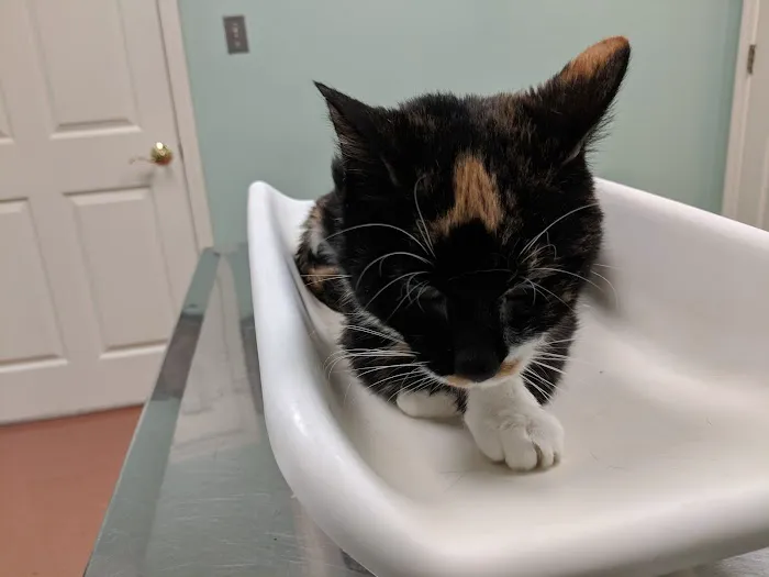 Bentley Animal Hospital Picture 4