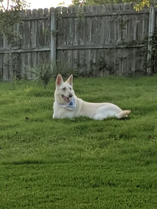 Family Pet Care Picture 4