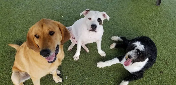 Chase Animal Hospital Picture 1