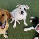 Chase Animal Hospital