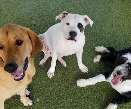 Chase Animal Hospital