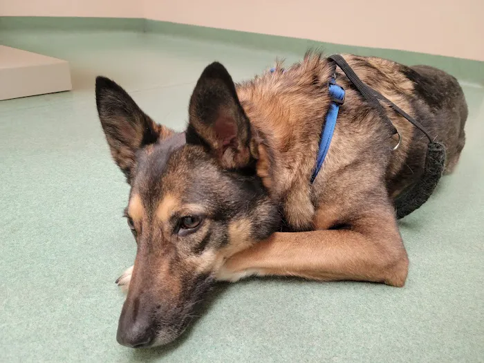 Chase Animal Hospital Picture 2